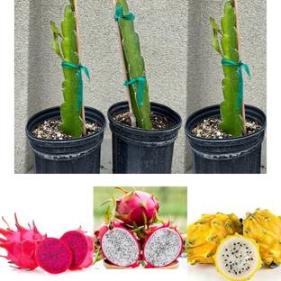 GLOBQRO Dragon Tree