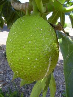samarthgreen Breadfruit Plant