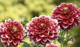SSSB LIVE PLANT Dahlia Plant