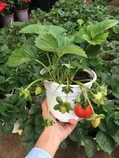 Elanthalir Strawberry Plant