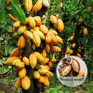 LifeShowMe Cocoa Plant