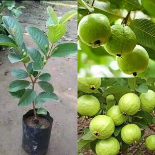 Cloud Farm Guava Plant