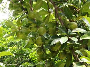 KUMUBON Elephant Apple Plant