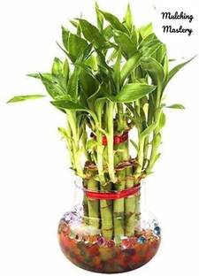 Mulching Mastery Two Layer Bamboo Plant