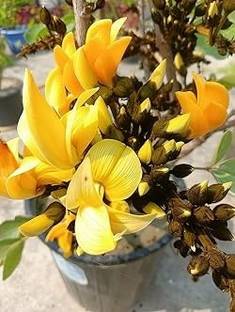 ALOCHUZ Palas Tree Plant