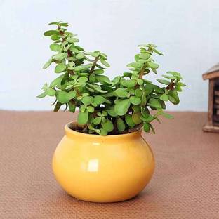 BDSresolve Crassula Ovata Plant