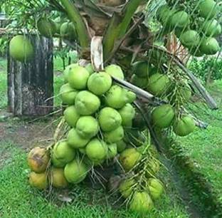 Thai Verity Coconut Plant