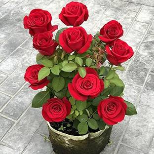 japjee Rose Plant
