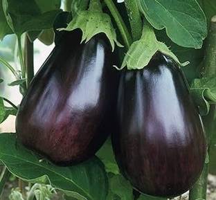 क्लाउड फार्म बैंगन पौधा