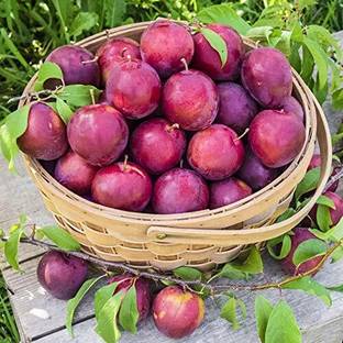ABEFARIYA Aloo Bukhara/Plum Plant