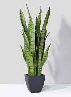 Marinetree Snake Plant