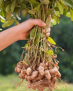 EliteGreen Peanut Plant