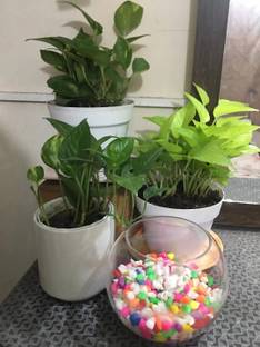 BloomShadow Money Plant