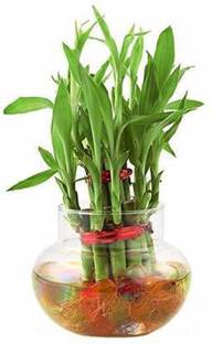Real Nature Two Layer Bamboo Plant