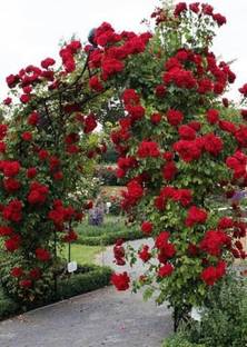 Blue Universe Rose Plant