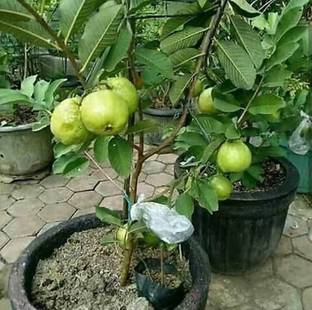 ROYAL NURSERY Guava Plant