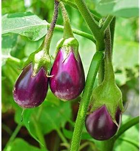 STAMEN Brinjal