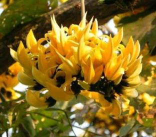NEW DEBNATHNURSERY Palas Tree Plant