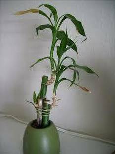 cloudMart Two Layer Bamboo Plant