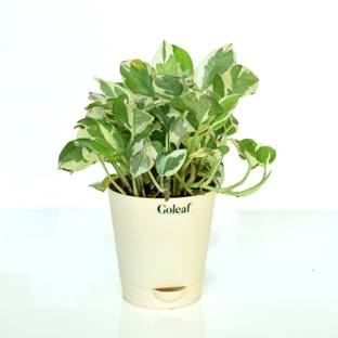 Goleaf Money Plant
