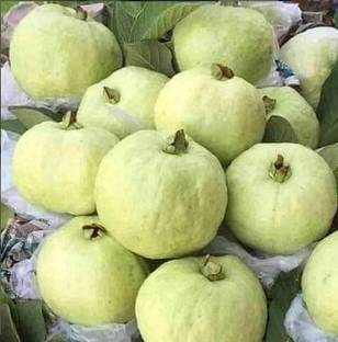 hybrid peyara Guava Plant