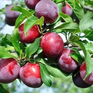 The Green Tree MART Aloo Bukhara/Plum Plant