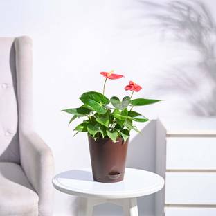 UGAOO Red Anthurium Plant