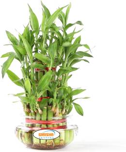 GIRISHA TRADERS Three Layer Bamboo Plant