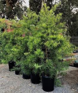 Podocarpus Podocarpus Japanese