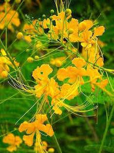 ARYAN EVERGREEN Peacock Flower Plant