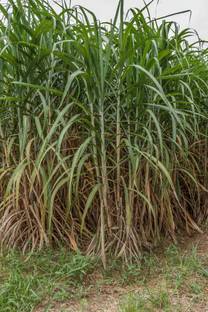 AloGardening Sugarcane