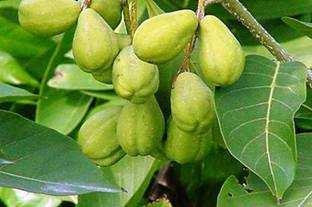 Agroholic Traders Myrobalan Plant