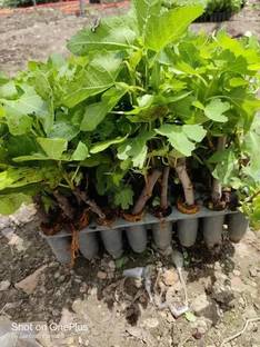 Samarthgreens Gular/Cluster Fig Plant