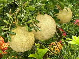 Zomoloco Bel Plant