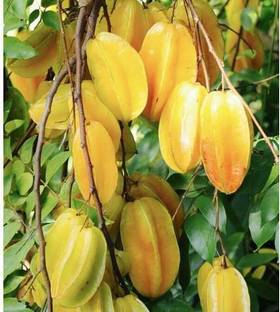 ADRIJA PLANT NURSERY Star Fruit Carambola Grafted Plant