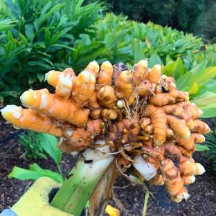ANUSHKA GREEN BLISS Turmeric Plant