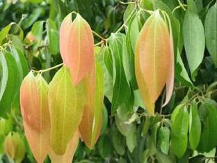 Marinetree Cinnamon Plant
