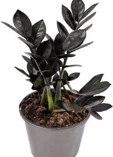 buddingbeauty Zamia Plant