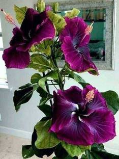 GreenyOn Hibiscus Plant