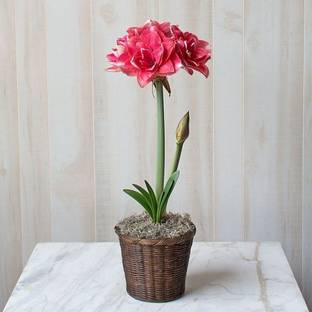 Decorate The World De Lily Plant
