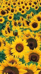NatureLeaf Sunflower Plant