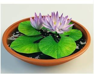 Royplant Lotus Plant