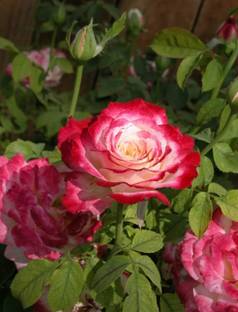 Exotic Plant Hub Sentimental Rose Plant