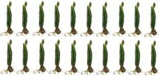 Cloud Farm Dragon Tree