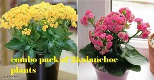 Cloud Farm Kalanchoe Plant