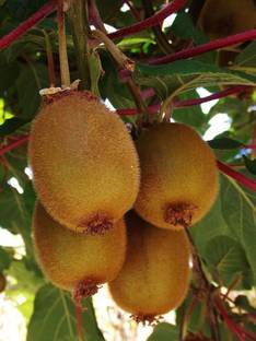 Cloud Farm Kiwi Plant