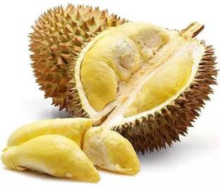 Samarthgreens Exotic Succulent