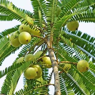 ALOCHUZ Amla Plant
