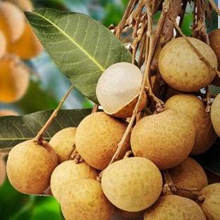 greenlifelive Ruby Longan Plant