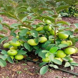 Cloud Farm Guava Plant